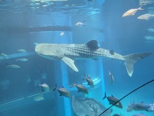 大阪旅行（万博、海遊館）～その3～